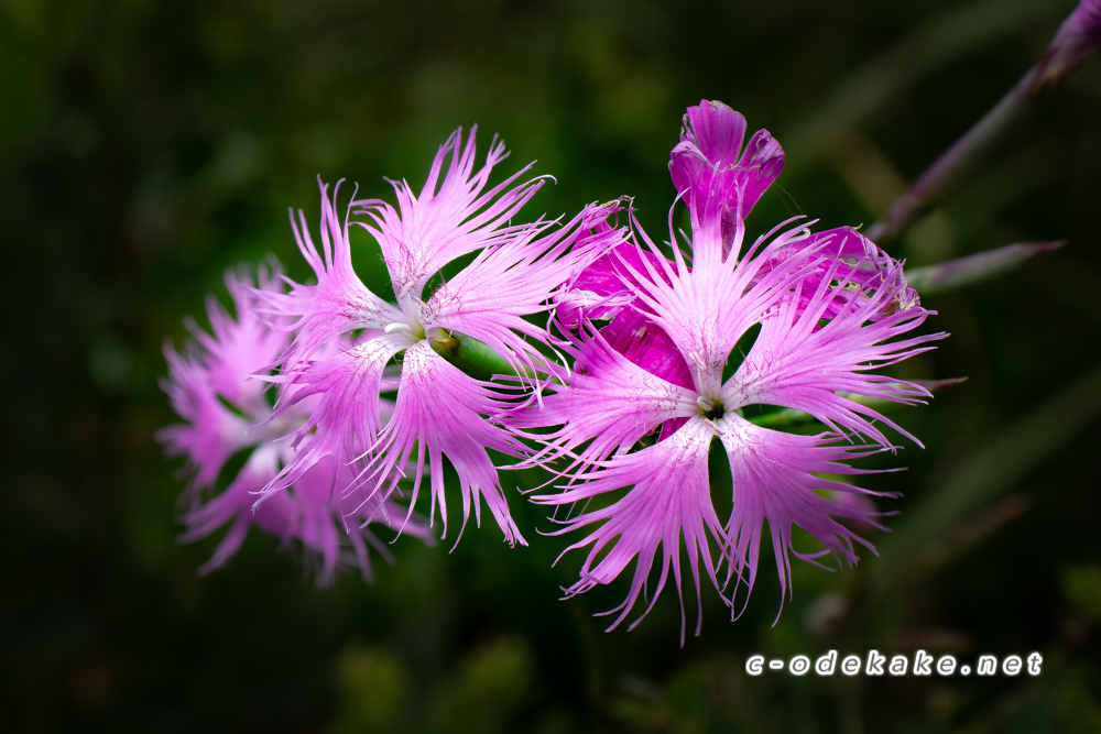 深入山に咲く四季折々の花を集めてみました