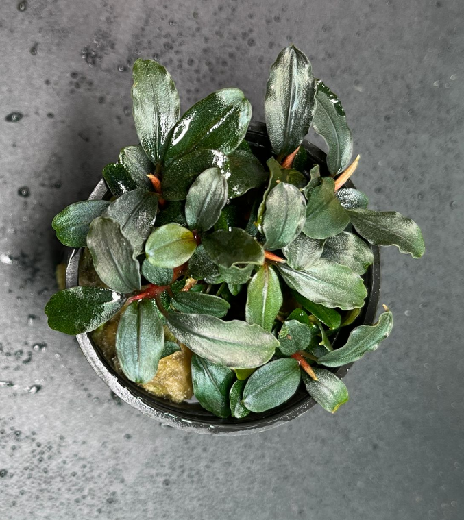 1671_1024x.png?v=1671344330