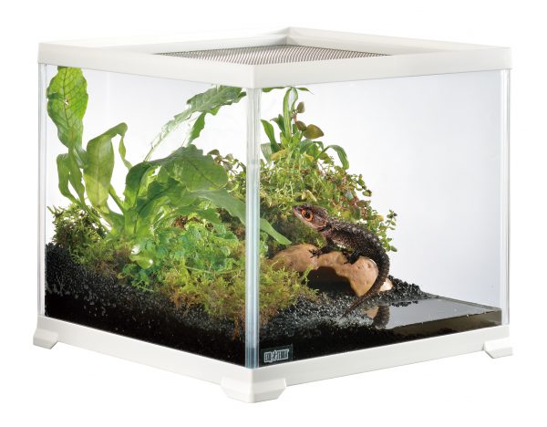 エキゾテラ6060 水槽 レイアウト