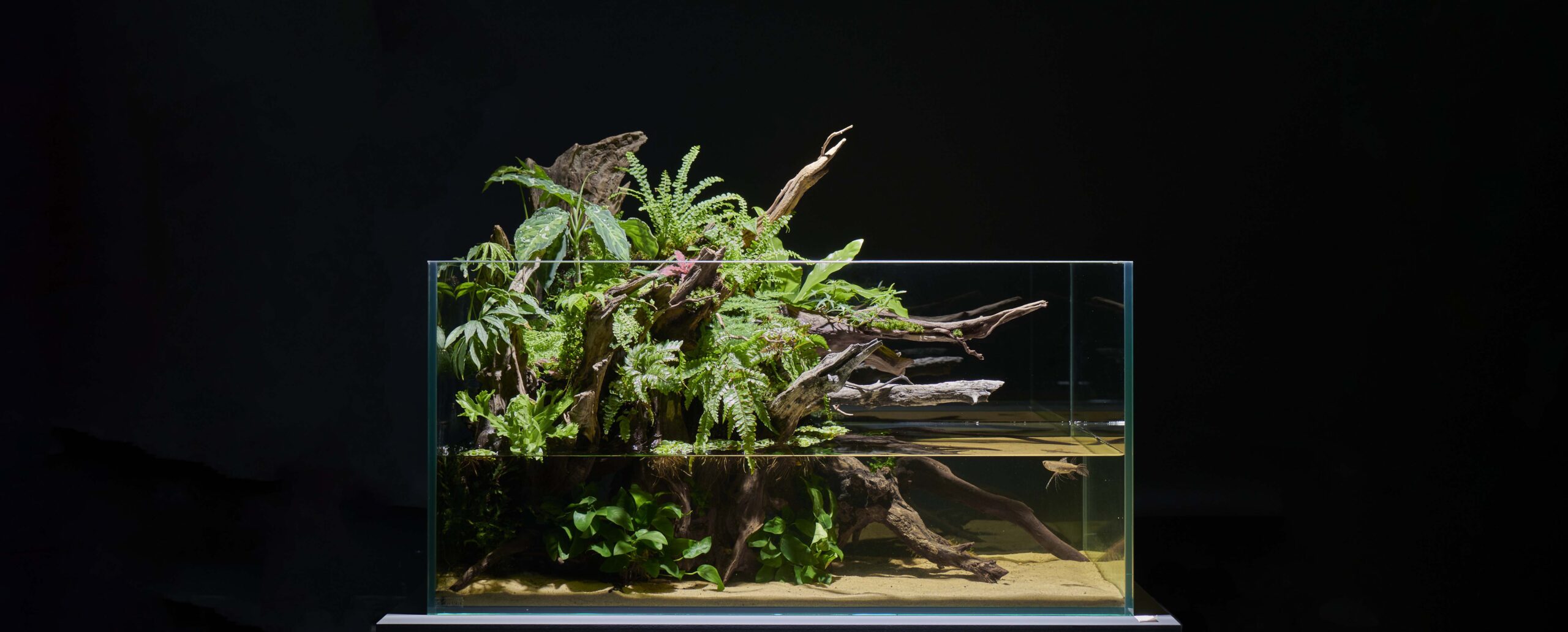 TOP | GEX aquarista | アクアリストの想いをカタチに。ジェックス