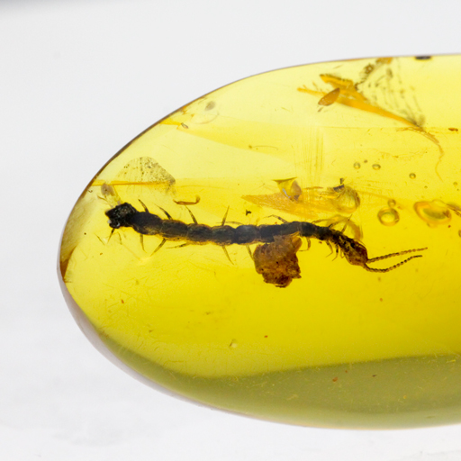 虫本琥珀 虫入りアンバー 即納 琥珀 ユニーク 天然石 宝石 化石 虫本