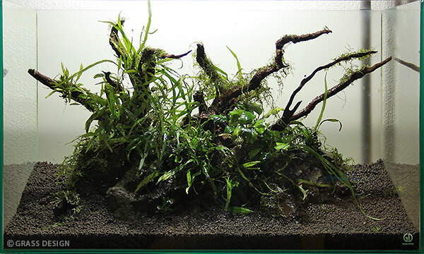 60cm水槽用レイアウト(流木、水草、石、アクアリウム) 60cm水槽を