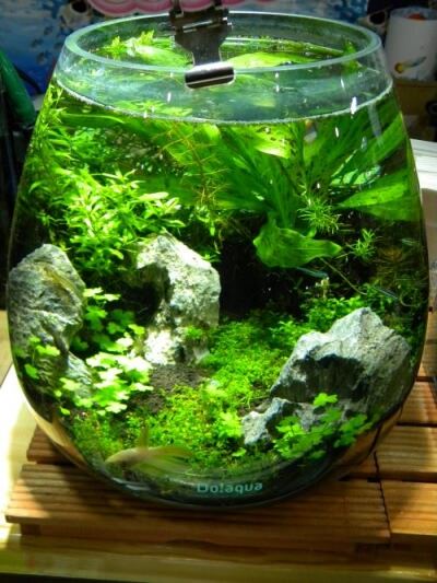 プラントグラス オーバル割れる！あなたも要チェック | GRASS DESIGN