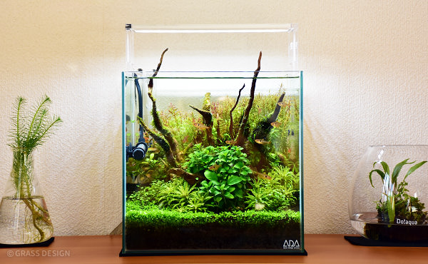 ADAキューブガーデン 60センチ水槽セット 大阪市引き取り限定