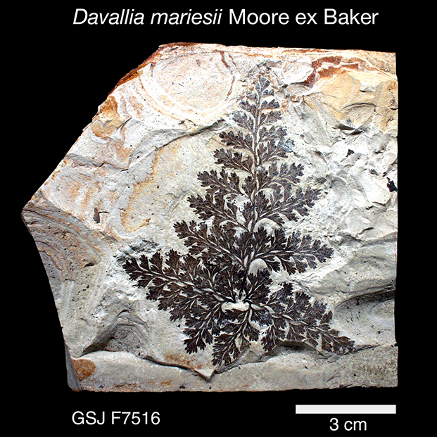 シダ類化石 かたちがはっきり分かるシダ植物化石(Fern)/古生代石炭紀