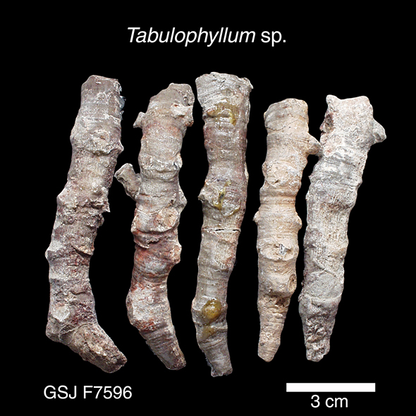 地質年表 | 地質標本館QRコード