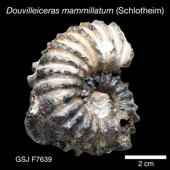 アンモナイト 化石 白亜紀 標本 恐竜 n74
