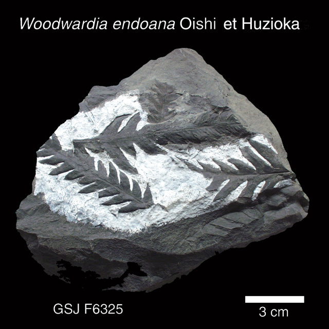 北海道初山別村産クモヒトデ化石密集標本貴重標本化石