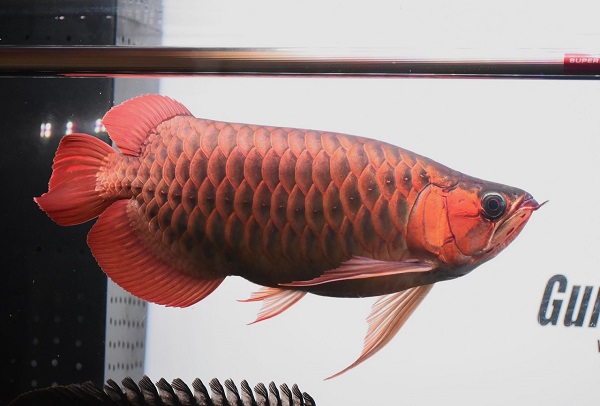 レッドアロワナ 紅龍 METAL RED F-3 Short body 42cm± | アジア