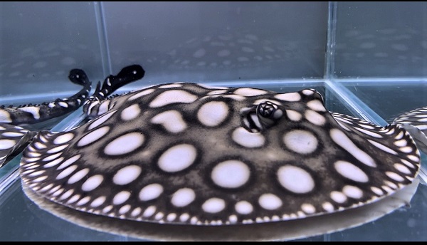 淡水エイ 剥製本物 熱帯魚 ダイヤモンドポルカ 淡水エイ 剥製本物