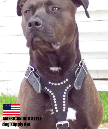 レザースタッズハーネス（アメリカ牛本革とスタッズ鋲の犬用胴輪）
