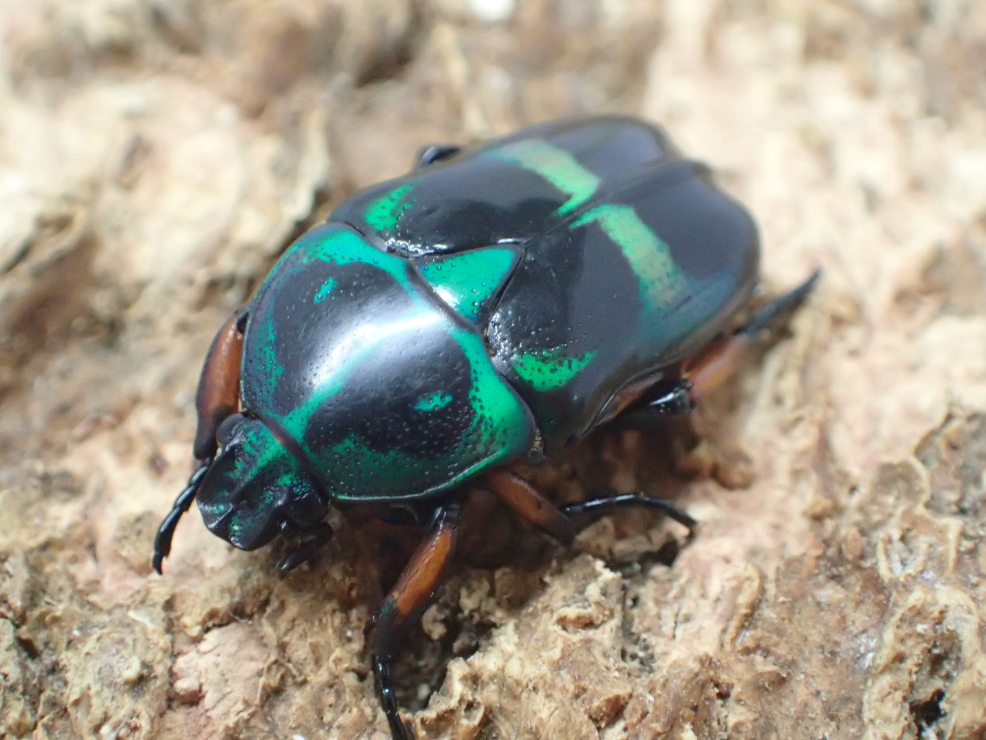 ガテマラ産 クルグイツノハナムグリ 39mm むしやどんぐり / カナブン