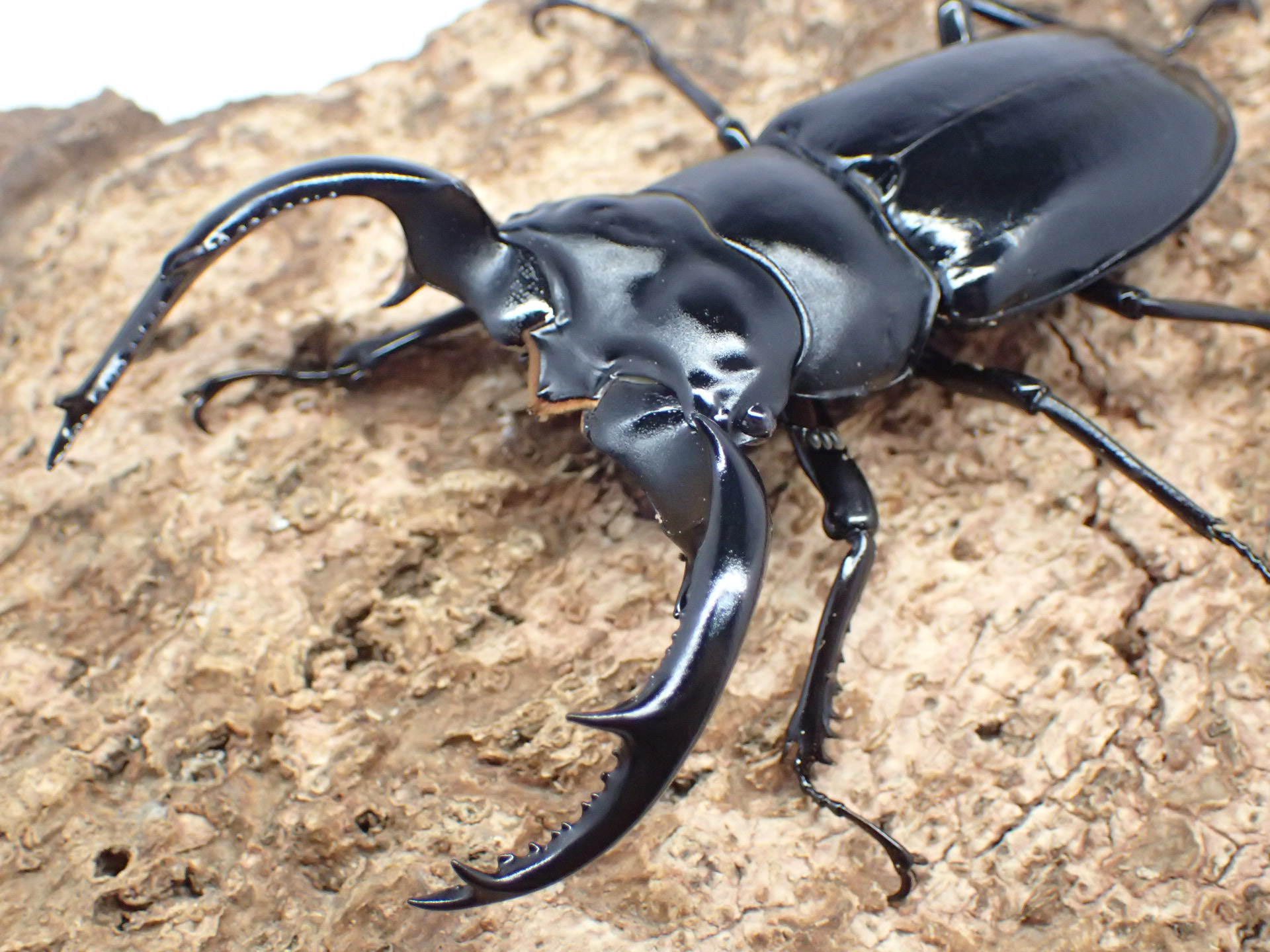 ディティエールシカクワガタ 標本 78mm ウエストウッディオオシカ