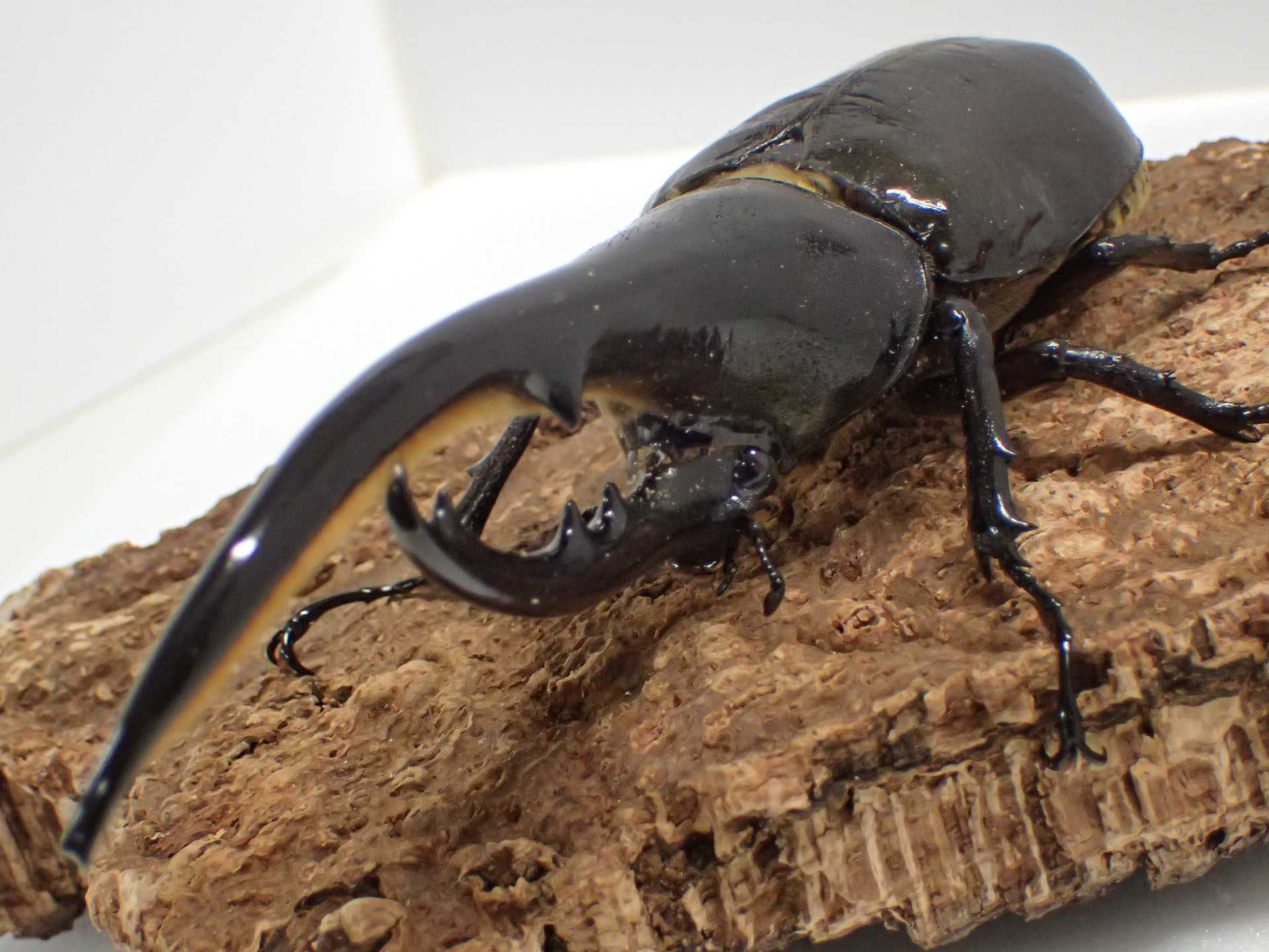 コロンビア産 ラミレスゾウカブト 90mm 【公式通販】