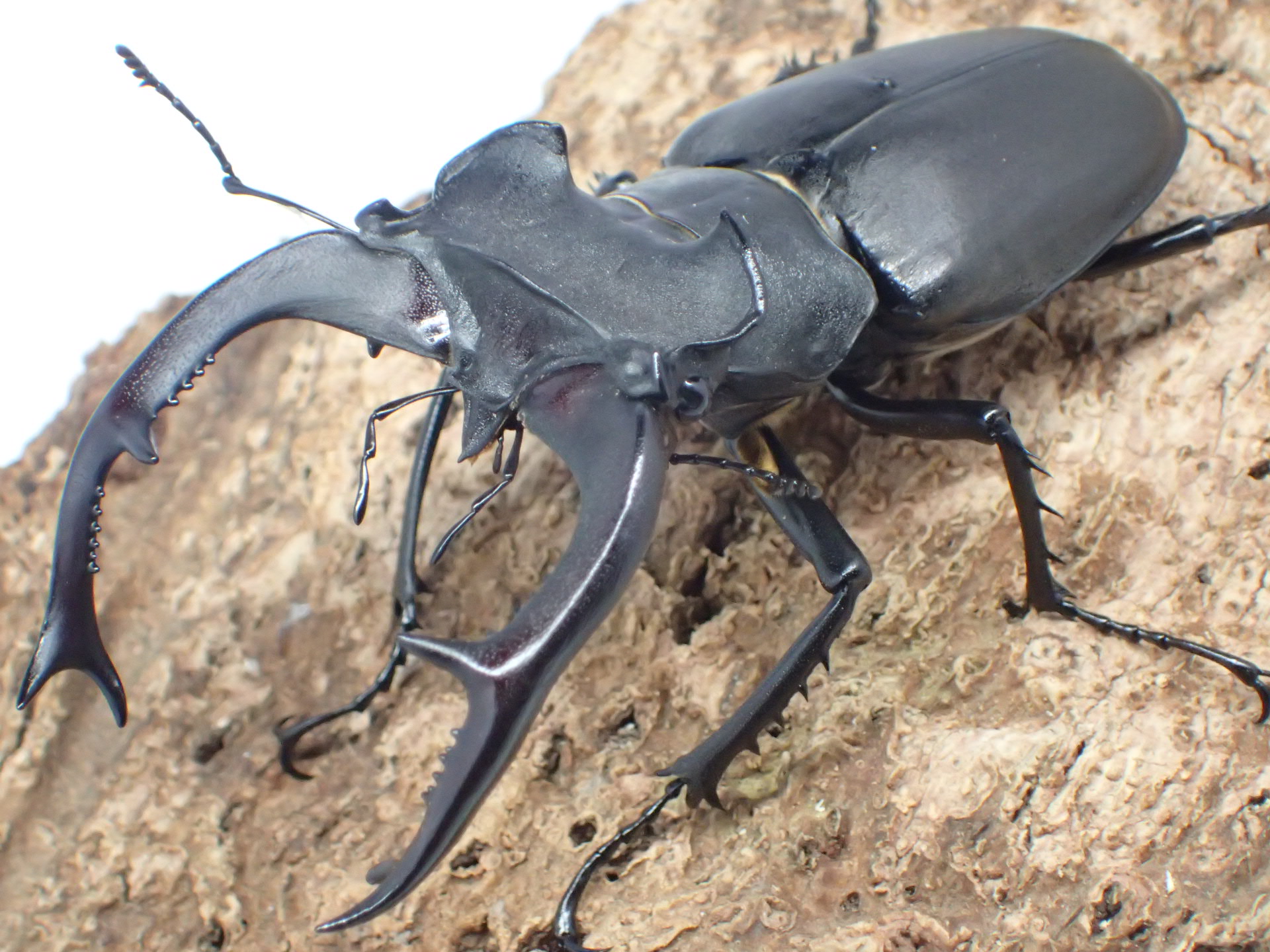 むしやどんぐり / 外国産ミヤマクワガタ