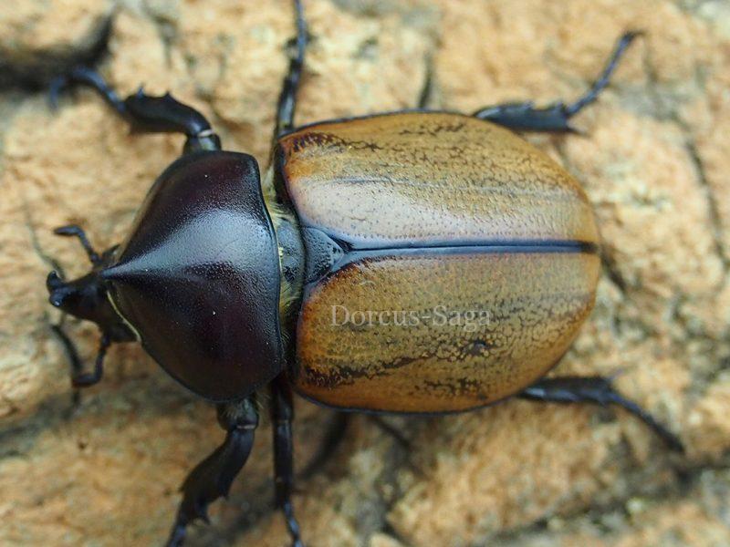 ペルー産マルスゾウカブト113mm