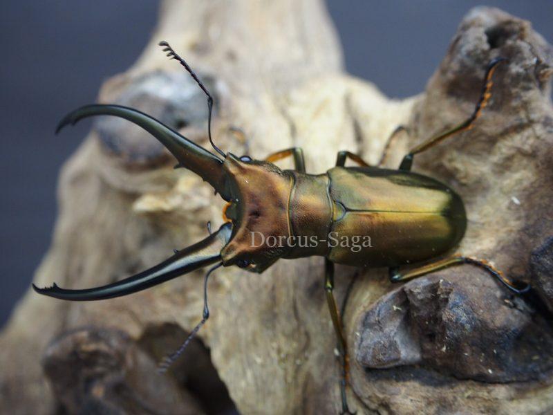 貴重 モンギロンホソアカクワガタ♂野外標本 モンギローニホソアカ