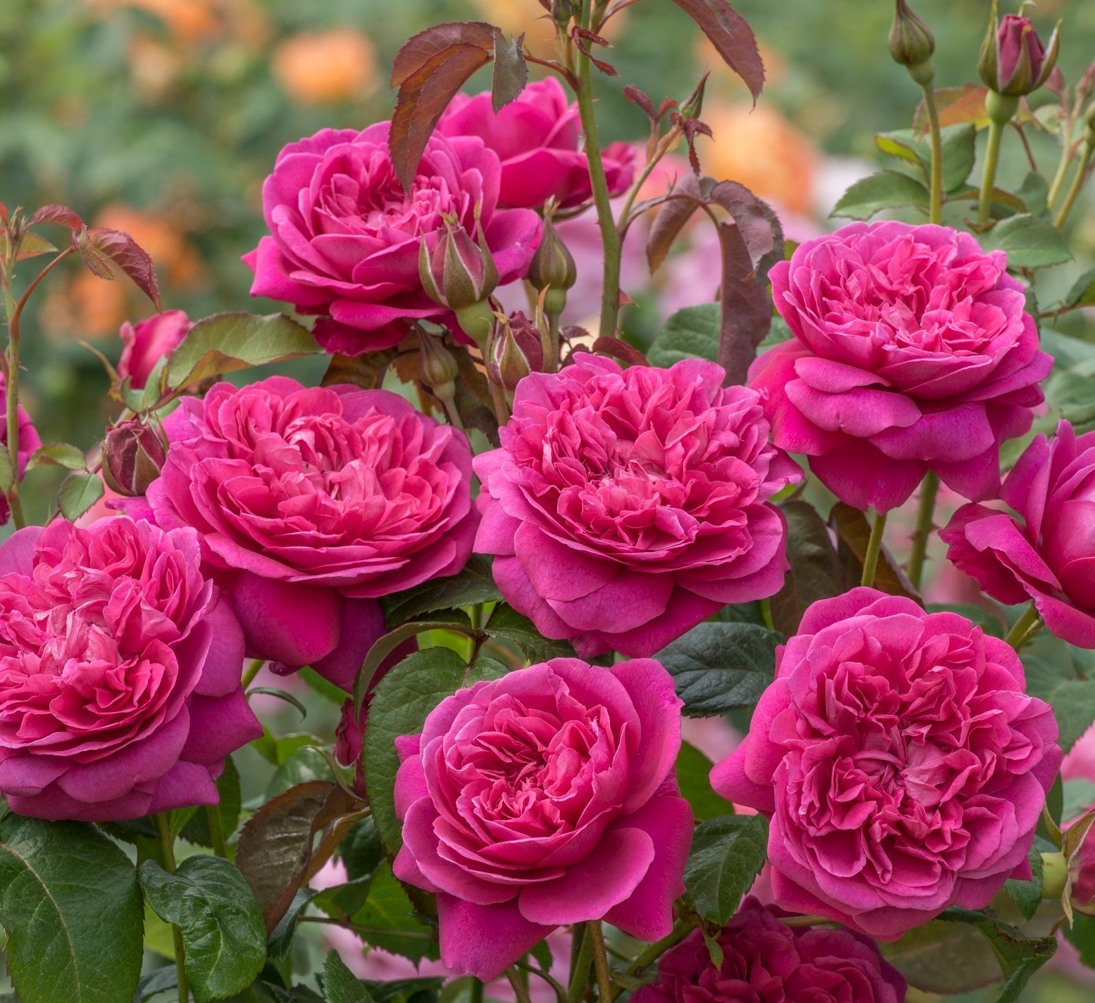 ジェームズ・L. オースチン 裸苗 - James L. Austin (Auspike) – David