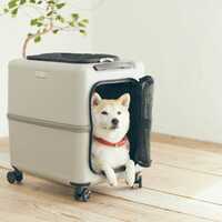 PET CARRY icoペチコL ピンクベージュ×ホワイト｜大丸