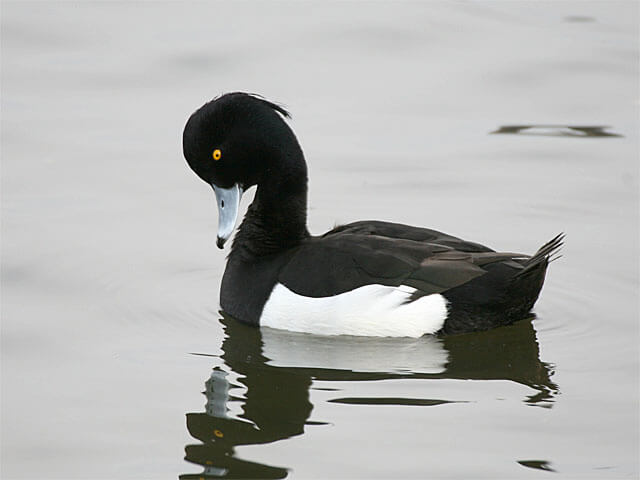 冬の水鳥｜おおきくなあれ｜大日本図書