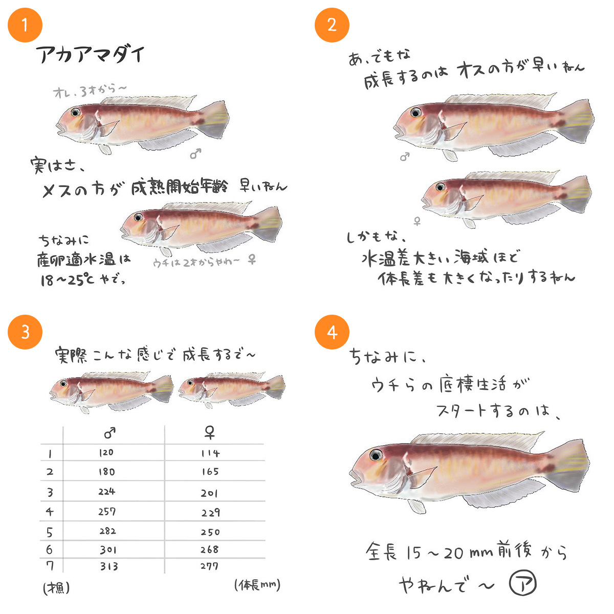 アカアマダイ｜4コマ水産学｜学ぶ｜D.Y.F.C｜DAIWA
