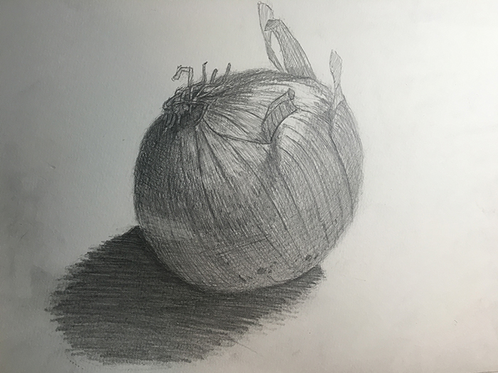 玉ねぎの鉛筆画 静物画玉ねぎ 玉ねぎの鉛筆画 静物画玉ねぎ 玉ねぎの