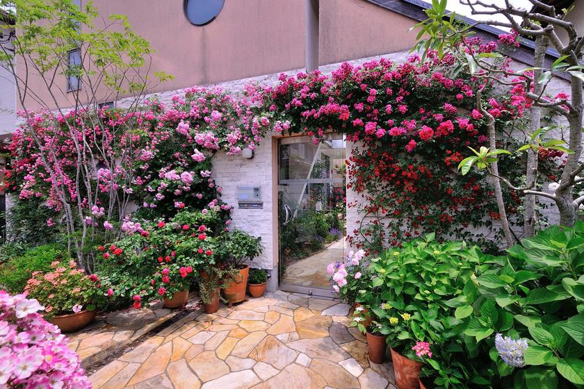 オススメのバラ、その1（玄関アプローチを彩るバラたち） - 「風景