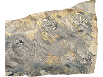 FPDM: 標本データベース - 獣脚類などの足跡化石