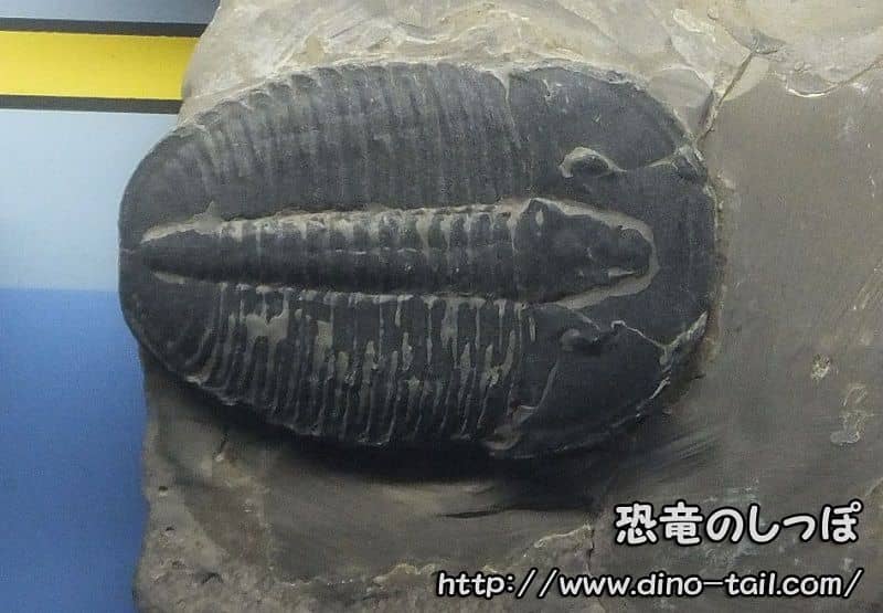 エルラシア(三葉虫) | 恐竜のしっぽ -古生物図鑑-