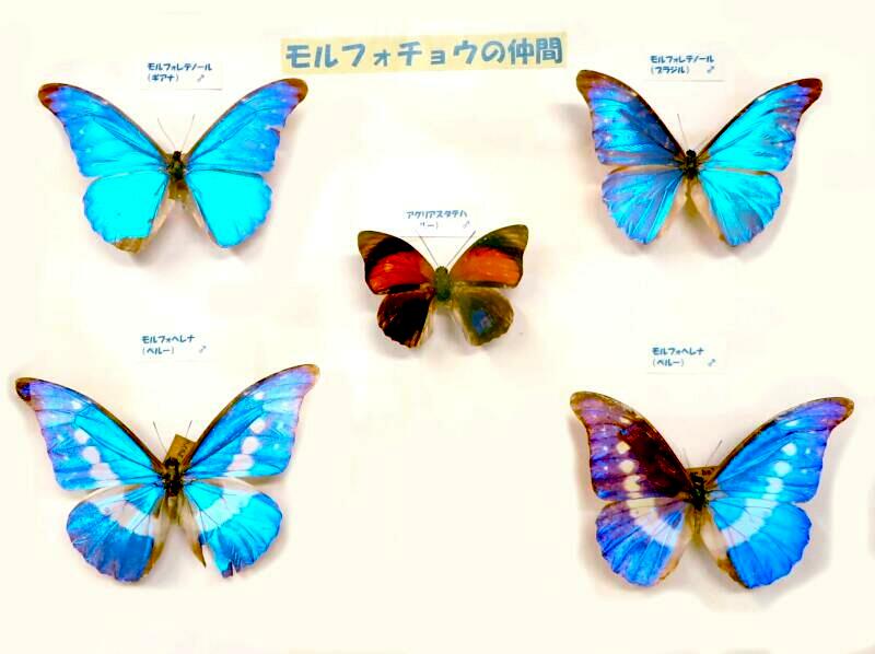 貴重】蝶の標本 蝶の標本 貴重なチョウの世界(珍A) <0622z昆虫