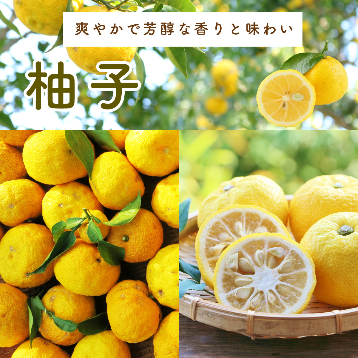 初回限定〈工場直送〉まるごと柚子BOX[送料無料] | 柚子屋本店ONLINE STORE