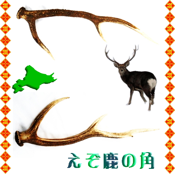 エゾシカのツノ 蝦夷鹿の角 エゾシカのツノ しかの角 13本まとめ