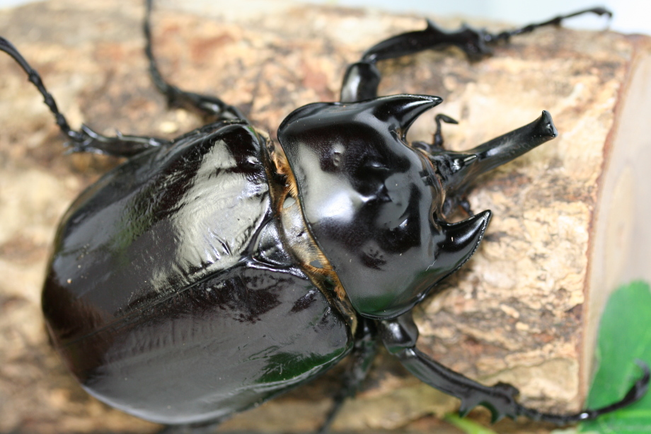 ラミレスゾウカブト ｜ ドルクスダンケ