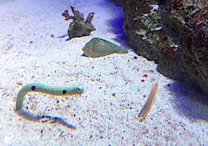 頭隠して尾隠さず | えのすいトリーター日誌 | 新江ノ島水族館