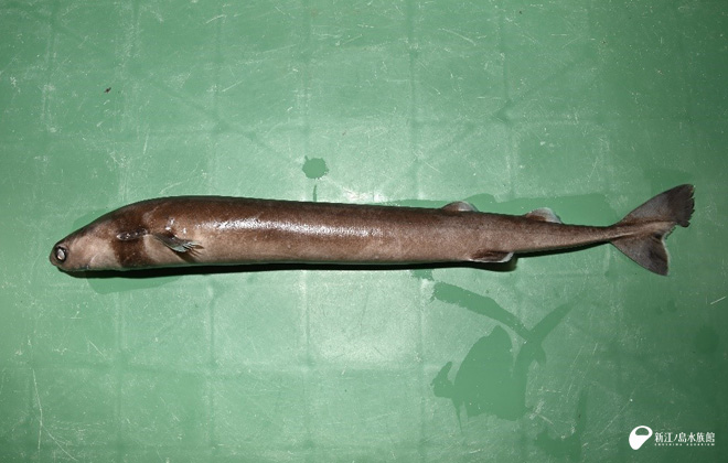 サメな話 | えのすいトリーター日誌 | 新江ノ島水族館