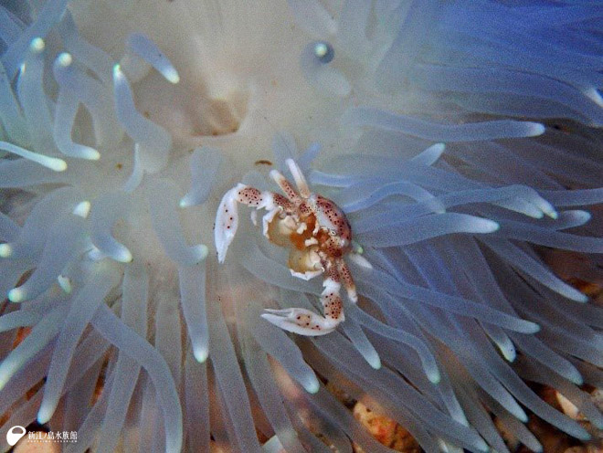 クマノミパラダイス | えのすいトリーター日誌 | 新江ノ島水族館