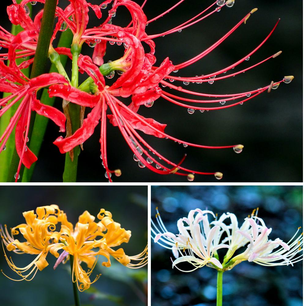 Color Mix Spider Lily Bulbs For Sale Online | Mystery Collection