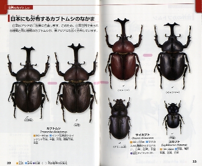 ポケット版学研の図鑑 カブトムシ・クワガタムシ | 岡島 秀治 | 1件の