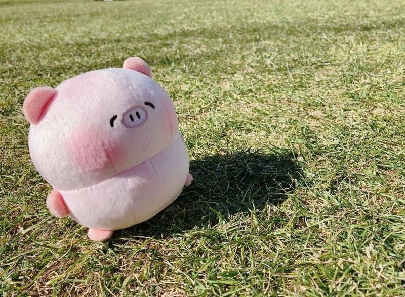 ぽてぽてこぶたちゃん てのりぬいぐるみ(こぶたちゃん) - エイモ