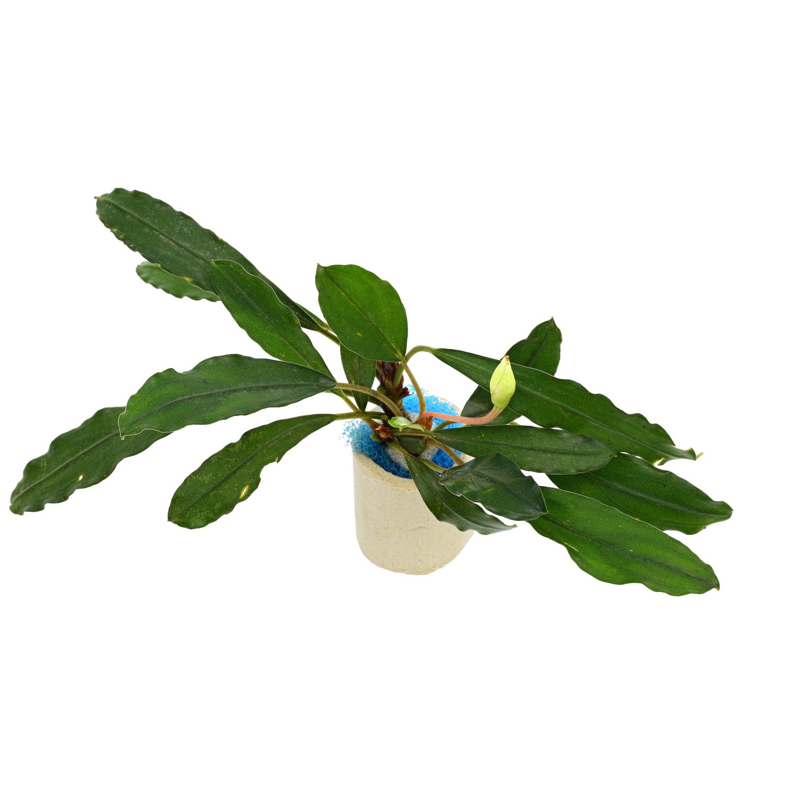 Bucephalandra sp. Melawi - EpicAquatics