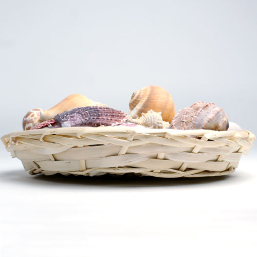 オブジェ 貝殻セット DX || 通販・販売