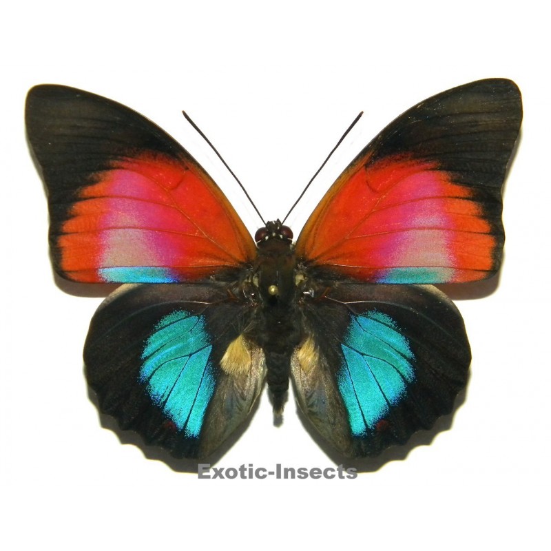 Prepona dexamenus X Agrias claudina lugens HYBRID