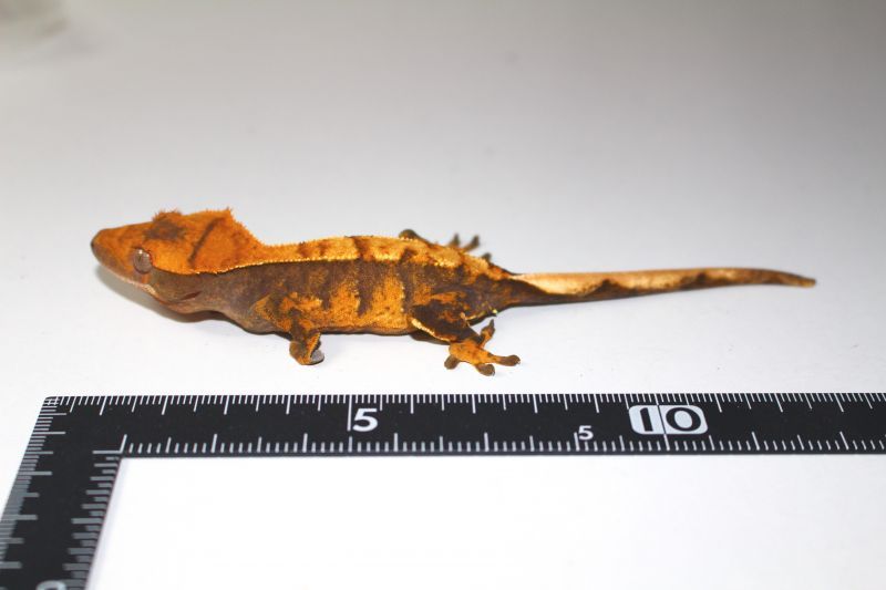 クレステッドゲッコー オレンジエクストリーム 販売 大阪