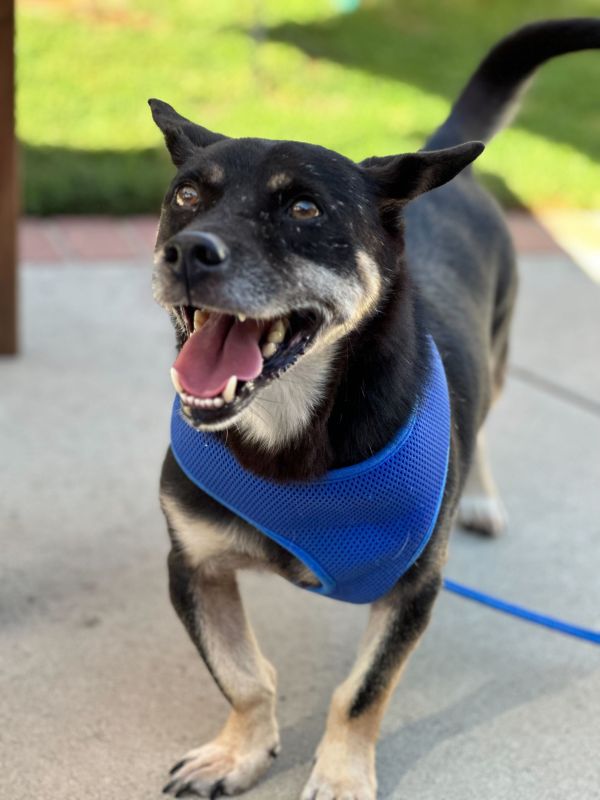 Pet Products and Supplies at Great Prices | Found My Animal