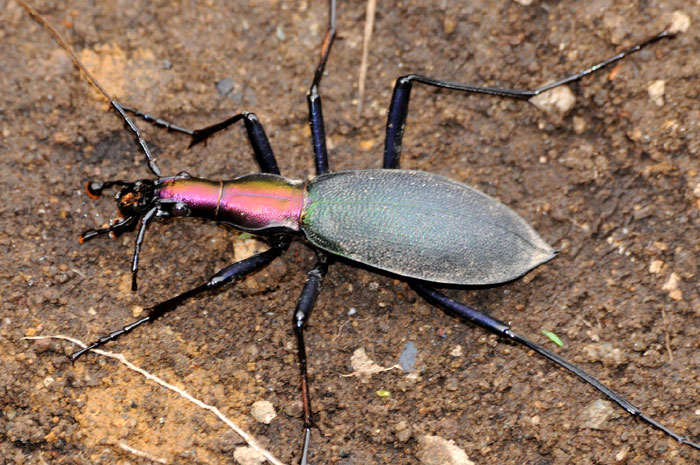 昆虫シリーズ36 オサムシ | あきた森づくり活動サポートセンター