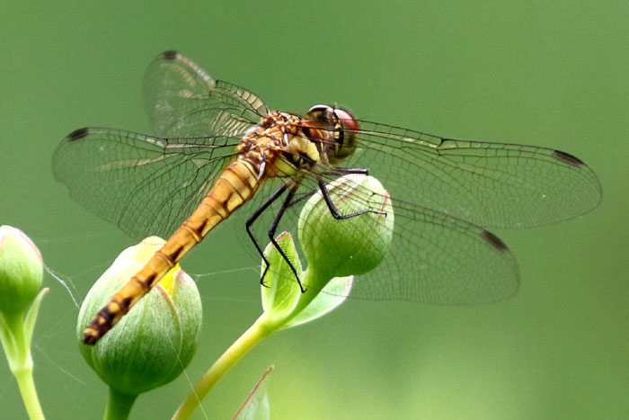 赤蜻蛉 香合 (松斉) クラフト・アリオカ】＜肥松＞木工盃 | 藤巻百貨店