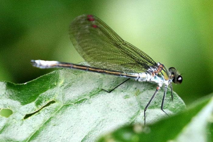 昆虫シリーズ33 トンボの仲間その4 | あきた森づくり活動サポートセンター