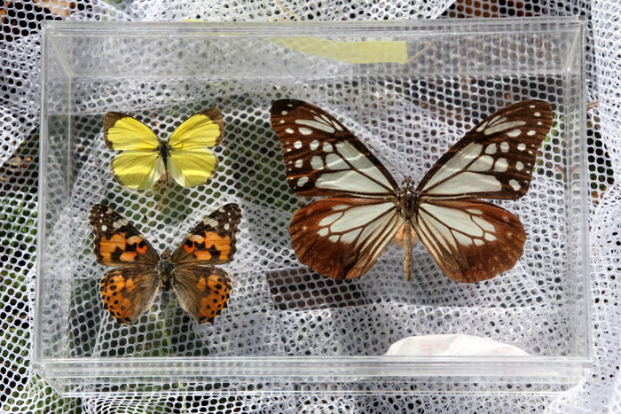 昆虫シリーズ71 昆虫標本| あきた森づくり活動サポートセンター