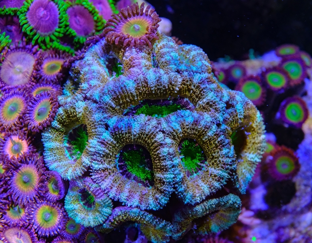 Ready 2 Reef - Fauna Marin