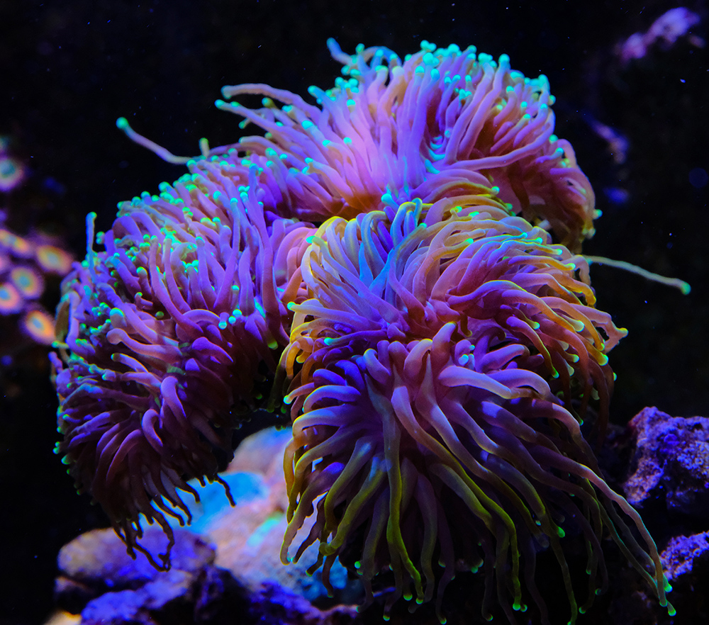 Ready 2 Reef - Fauna Marin